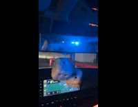 Pulled over car speed check notifications