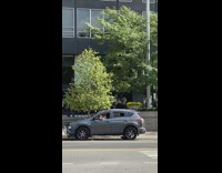 Man in grey car holds pigeon on hand