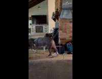 Senior dogs fighting over ball 