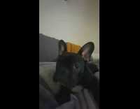 Man try to teach black dog to howl