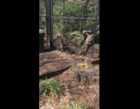Small Porcupine Stands and Dances at Zoo