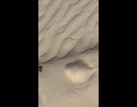 Beetle crawls on sand and leave footprints
