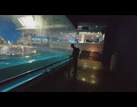 Penguin swim follow guy aquarium glass part 2