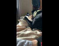 Pet dog puts its paws on top of the face of the cat