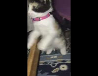 Black brown white kitten cat stands up
