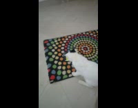 Cat catch mouse in phone colorful rug