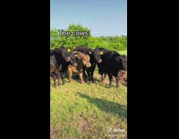 #cows #fyp #farm #cowfarm #ranch #fence #livestock #cowboy #cowboytok #foryou #country #fypシ #kelleyfarms