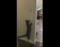 Cat jumps and turns light switch on
