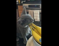 Cat eating end of banana 