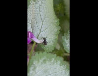 Big Black Ant on the green leaf with flower petal