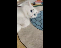 White cat with disney eyes filter 