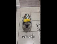 Dog wears baked potato Halloween costume