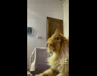 Guy leave cat with scary ghost laugh prank