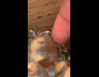 Submitter feeding bees honey off her finger