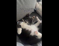 Collab ClipsIG - Cat lay curled and sideways on sofa