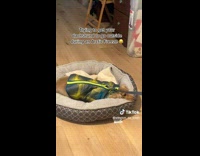 Stubborn dog in bed doesnt want to go out 