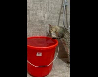Cat Plays with Bucket of Water in Restroom