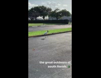 Big black white bird guy parking lot