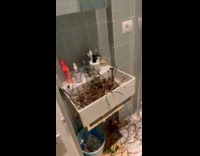 Branches on bathroom sink with two eggs
