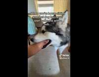 Dog play biting womans arm 