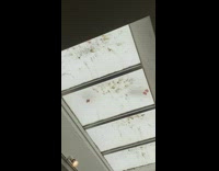 Collab BitchMP - Seagull feet on blurry ceiling walking around