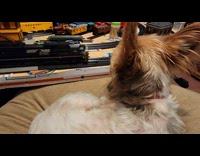 Dog watch toy train on tracks pass by