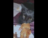 Apollo the black cat bites on chicken drumstick, wont let go and growls  