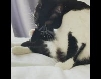 Cat licks own tail and paws on bed 