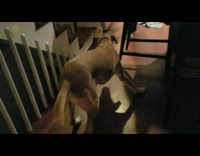 Brown dog stay incredibly  still shadow ball