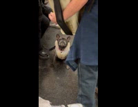 Dog watches man performing inside the subway