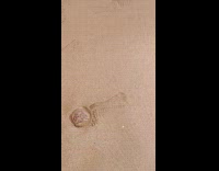 Lots of jellyfish on beach sand