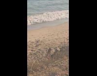 Three woman bikini dance tiktok sunset beach Part 2