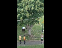 Two guys yellow shirt dance beside tree