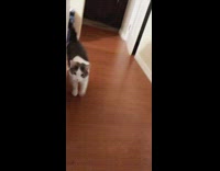 Cat runs away from jagermeister liquor bottle