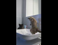 Cat slip down on sink with running water