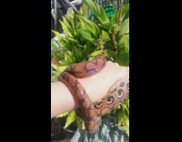 Brazilian rainbow boa snake wrapped on arm