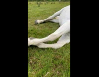 Asleep Horse on Grass Neighs while Asleep