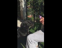 Large black dog eats purple flower petals 