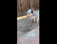 Puppy dog play with sand gets excited