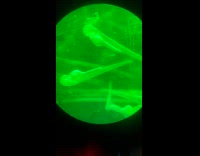 Submitter shows blood cells  in Zebrafish Embryos