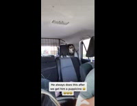 Husky dog sticks face through car fence