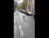 Turkey walks in middle of the street
