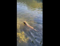 Dog swims around lake water