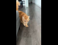 Orange cat with large thumb follow then stretch
