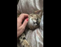 Red nail polish girl pets cat purrs 