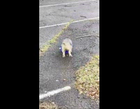 Dog step on blue head cone rain