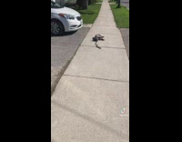 Clips mpugc - Difficult dog doesnt listen on sidewalk walk with woman