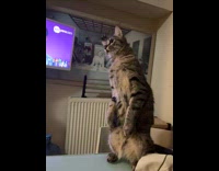 Cat stands and stares across the house