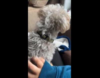 Dog gets woman hand to scratch back