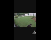 Two black dogs accidentally knock over woman while playing